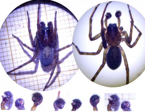 Amaurobius ferox